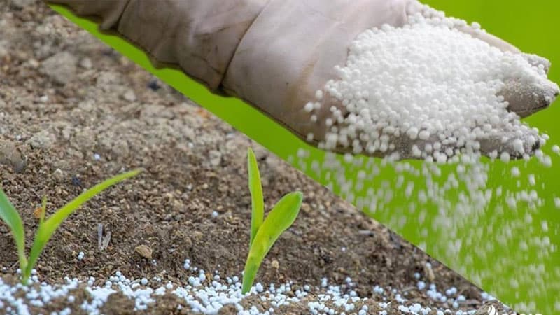Ammonium nitrata alternativ: "Karbamid daha təhlükəsizdir" - Ekspert