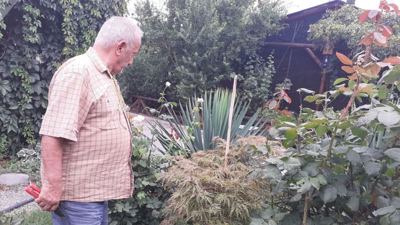 Gəncəli professorun "Nəbatat bağı": dünyanı balaca həyətə sığdırmaq istəyir