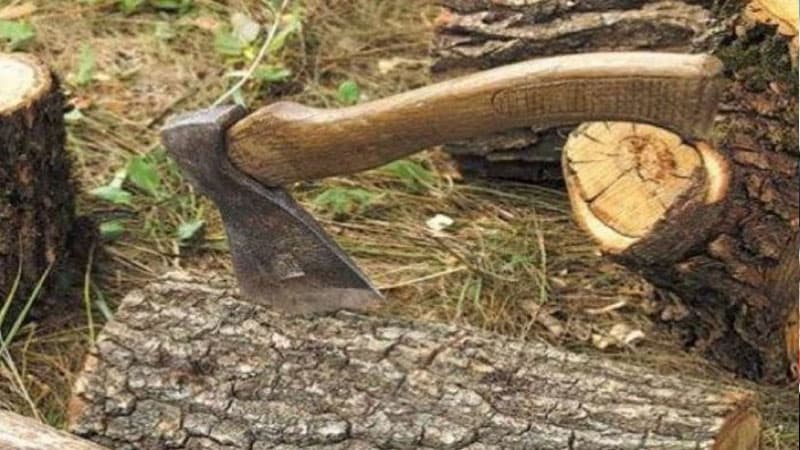 Ağac kəsdirdiyi deyilən baş həkimdən reaksiya