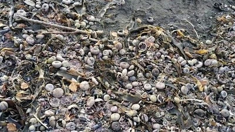 Okeanda naməlum zəhərlənmə: Kamçatka sahilləri ölü heyvanlarla doldu