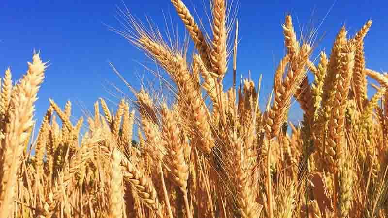 Dünyada ilk dəfə GMO buğdası üçün rəsmi icazə verildi