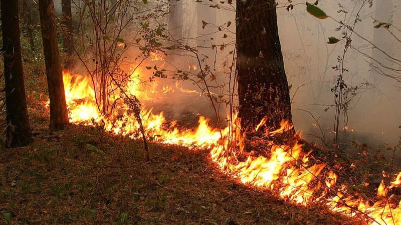 Düşmən Daşkəsəni atəşə tutdu: Meşədə yanğın başladı
