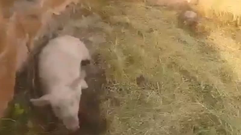 Nazirlikdən ermənilərin Qubadlıdakı məscidi təhqir etməsi ilə bağlı bəyanat