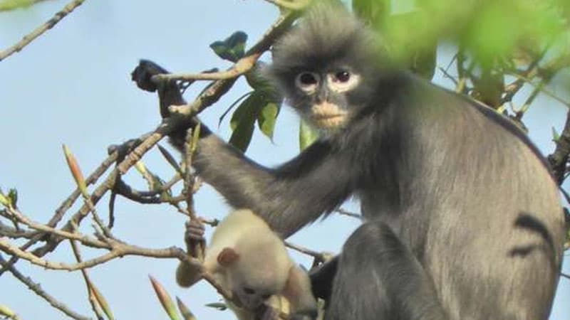 Bioloqlar yeni meymun növü kəşf etdi və dərhal... - Popa langur
