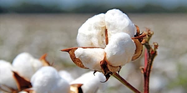 Azərbaycanda pambıq yığımında rekord göstərici qeydə alındı