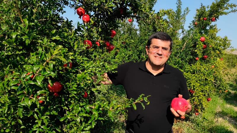 Qarabağdakı 1800 hektarlıq nar bağları da Azərbaycanda... (FOTO)