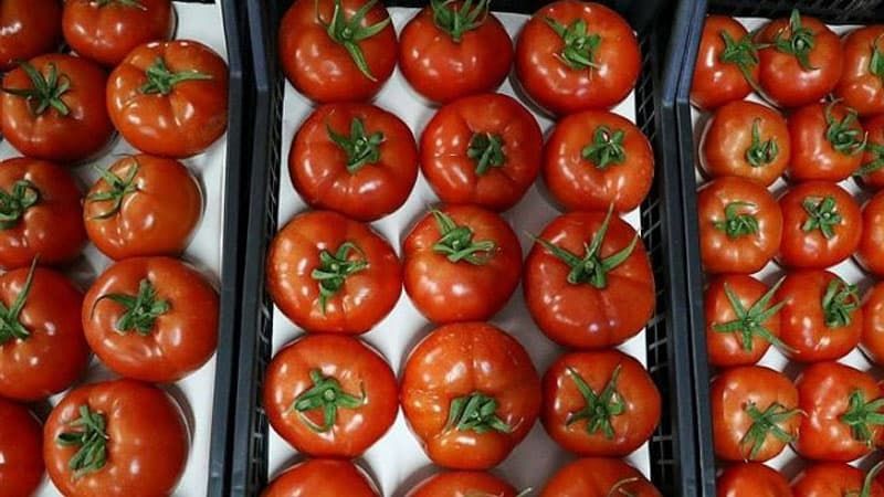 Rusiya Azərbaycandan pomidor idxalına icazə verdi