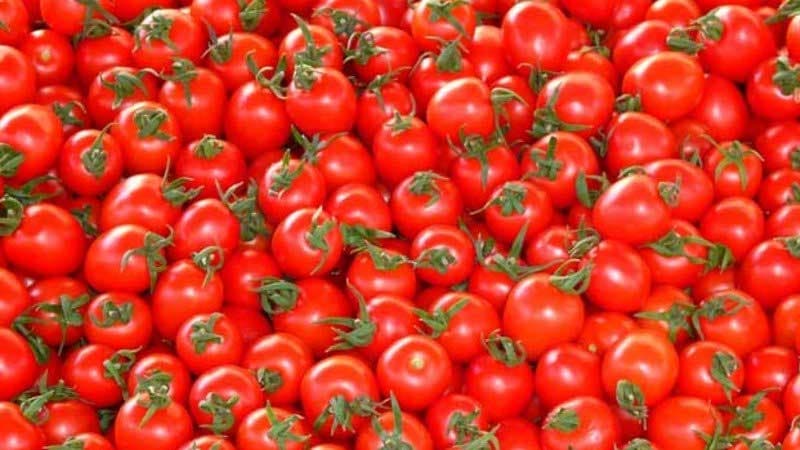 Daha 12 müəssisədən Rusiyaya pomidor ixracına icazə verildi