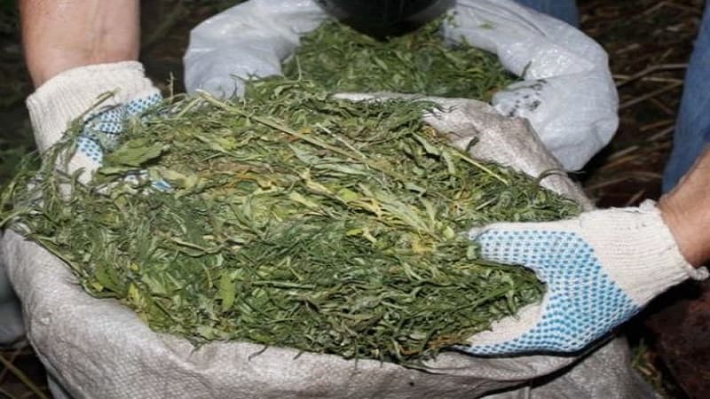 Abşeron sakininin evindən 25 kq marixuana götürüldü