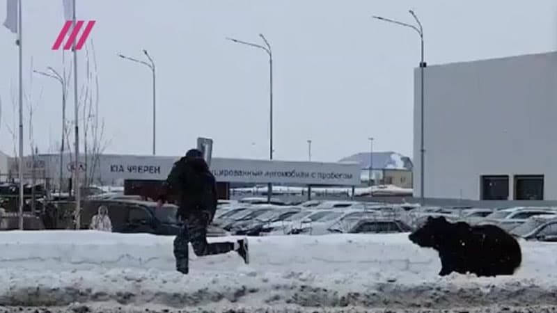 Azərbaycanlı biznesmenin ayısı Sibirdə yoldan keçənlərə hücum etdi (VİDEO)