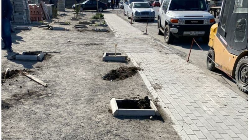Bakıda mühafizəçiləri otağa salıb 60-dan çox ağacı məhv etdilər (VİDEO/FOTO)