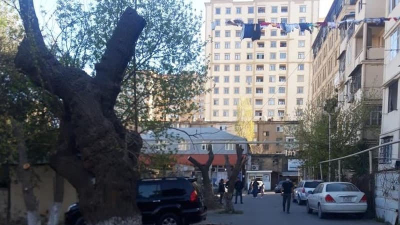 Nazirlikdən Eldar Əzizova göstəriş: Budamanı dayandırın (FOTO)