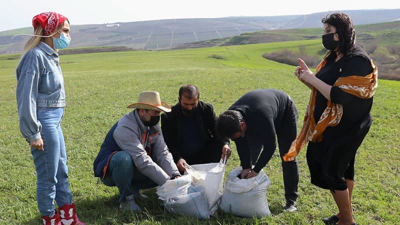 Şamaxıda ilk dəfə çörəkotu bitkisinin əkininə başlanıldı (FOTOLAR)