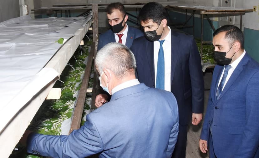 Bu il Ağstafada istehsal olunan baramadan yüksək məhsuldarlıq gözlənilir