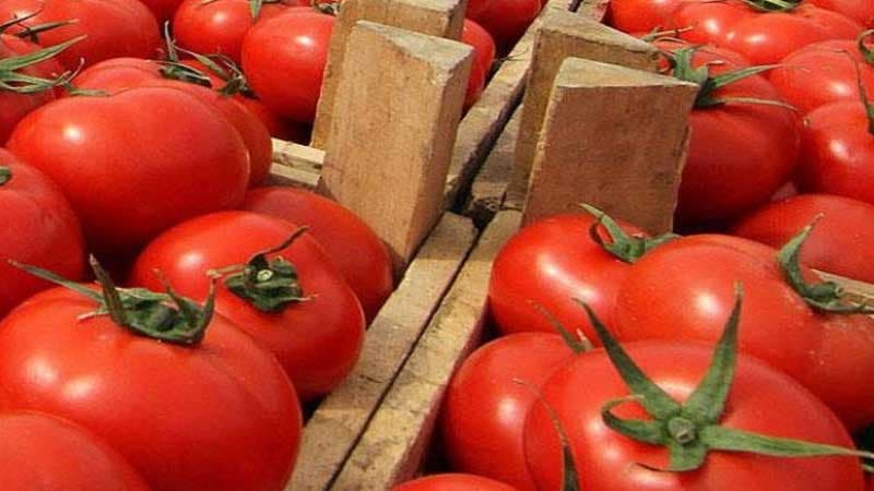 Daha 5 müəssisə Rusiyaya pomidor satacaq