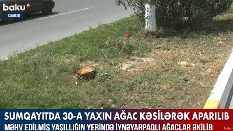 Sumqayıtda 30-a yaxın ağac kəsildi (VİDEO)