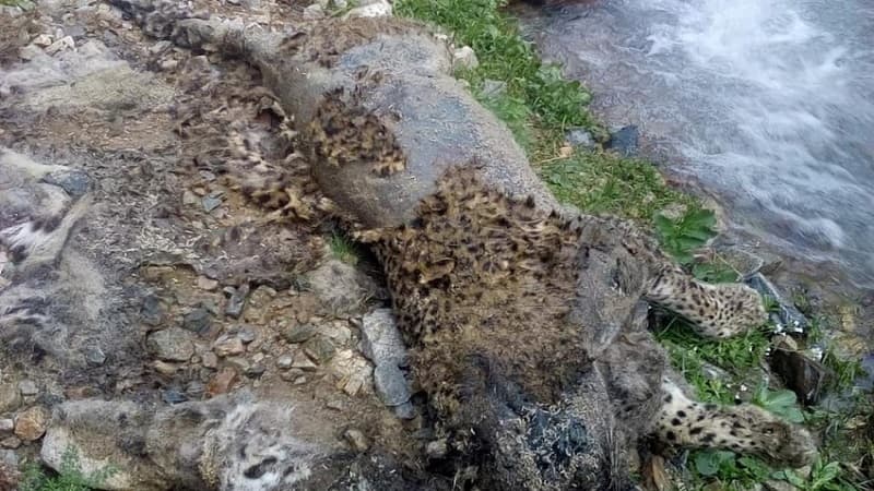 Ordubad dağlarında bəbir cəsədi tapıldı (FOTO)