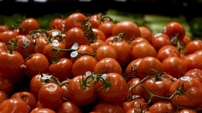 Azərbaycanda pomidor böhranı: Sahibkarlar müflis olur