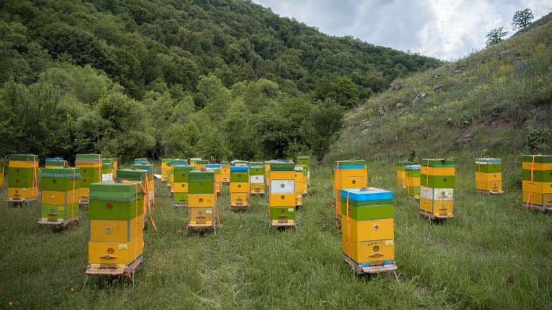 Kəlbəcər yaylaqlarına daha 2500 arı ailəsinin köçürülməsinə başlanıldı (FOTOLAR)