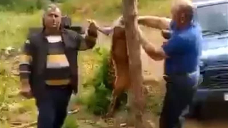 Laçında iki nəfər cüyür ovlayıb, kef məclisi təşkil etdi (VİDEO)