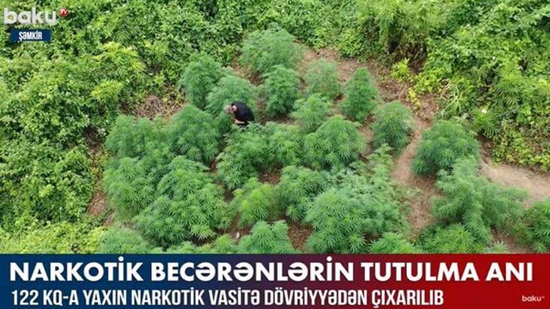 Şəmkirdə narkotik becərənlərin tutulma görüntüləri (VİDEO)