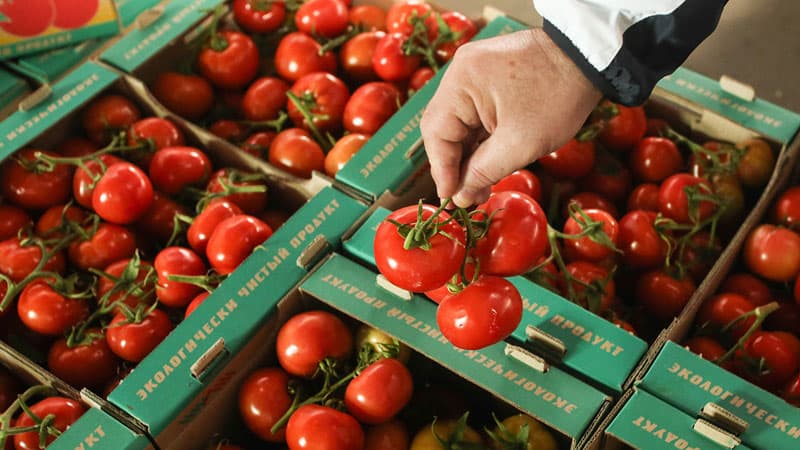 Pomidor böhranı yenidən başladı