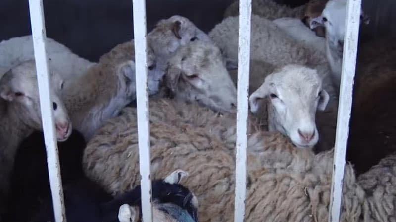 Qurbanlıq qoyunların qiyməti neçəyədir? (VİDEO)