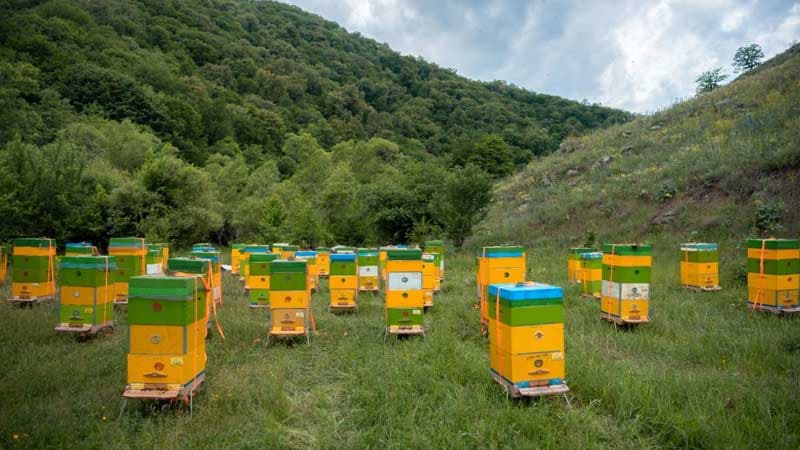 Azad edilmiş ərazilərimiz kənd təsərrüfatı istehsalının 2 dəfə artmasına səbəb olacaq