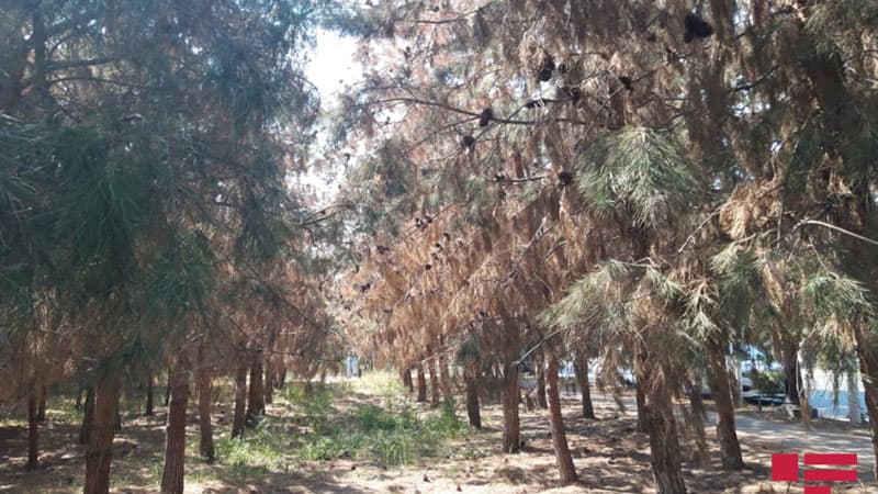 Ucarda 100-ə yaxın şam ağacı baxımsızlıqdan qurudu (FOTO)