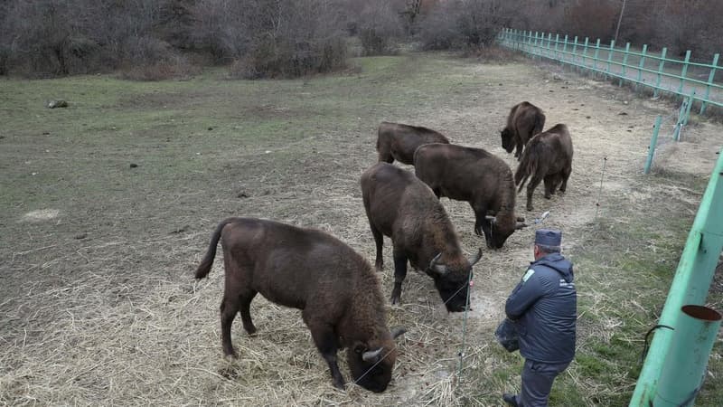 Doxsan iki il sonra Azərbaycana gətirilən zubrlar (FOTO/VİDEO)