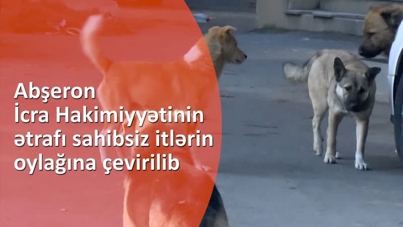 Abşeron İcra Hakimiyyətinin ətrafı sahibsiz itlərin oylağına çevirilib - Qaynar TV