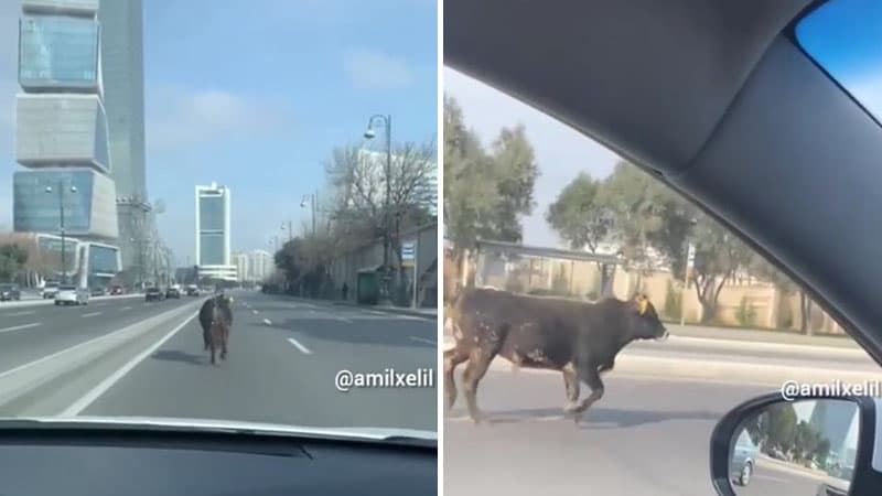Bakıda öküz yolda təhlükəli vəziyyət yaratdı (VİDEO)