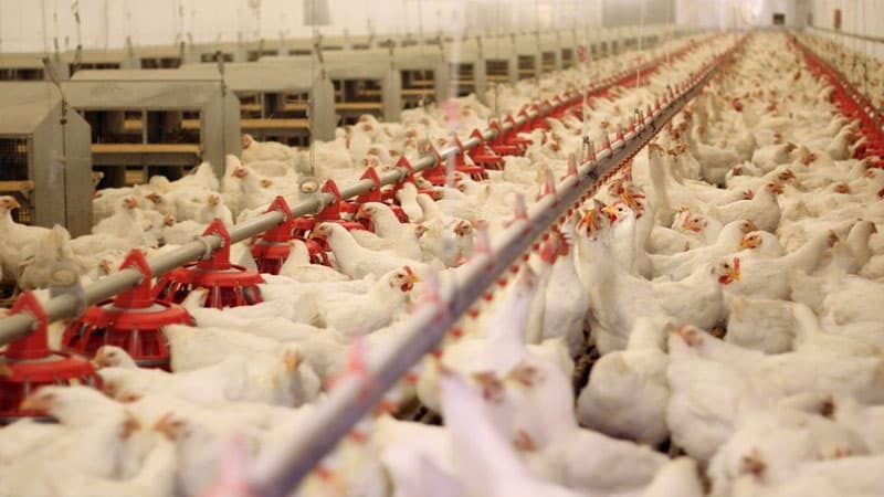 Azərbaycana diri toyuqların gətirilməsinə qadağa qoyuldu