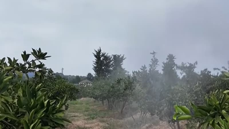 Bağlarda təhlükəli vəziyyət: Fermerlər çıxış yolu axtarırlar (VİDEO)