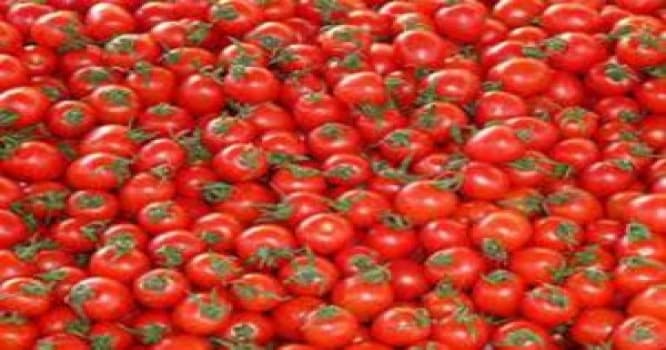 Azərbaycandan aparılan 16 ton pomidor Rusiyaya buraxılmadı