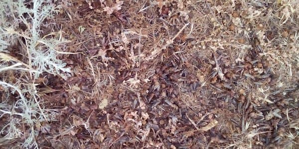 Dövlət Xidmətindən çəyirtkələrlə bağlı xəbərdarlıq (FOTO)