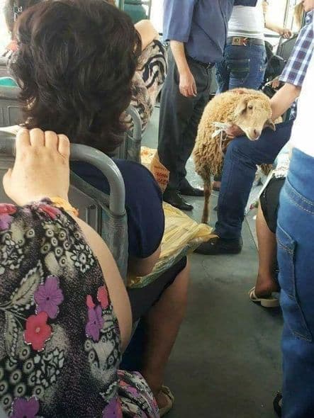 Bakıda sərnişin avtobusa qoyunla mindi (FOTO)