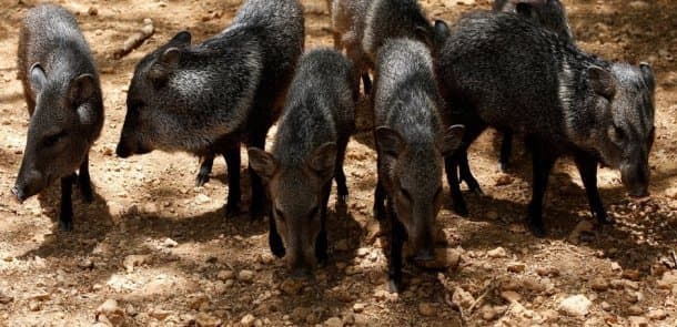 Bu ölkədə insanlar zooparkdan heyvanları oğurlayıb yeyir