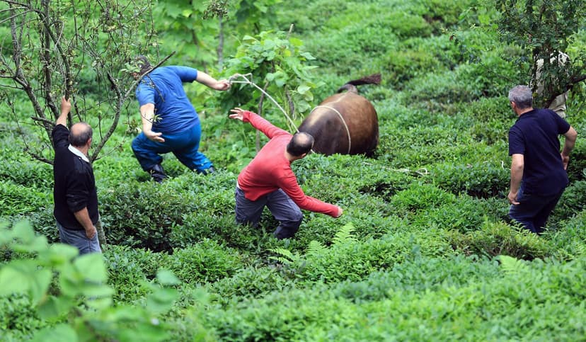 Qurbanlıq buğa sahiblərini qovaladı (FOTOLAR)