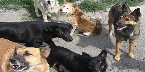Bakıda sahibsiz itlər birkalanacaq